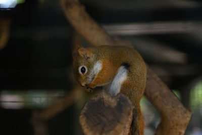 Close-up of squirrel