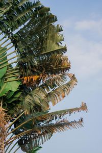 Low angle view of tree