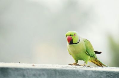 Green parrot perching on railing