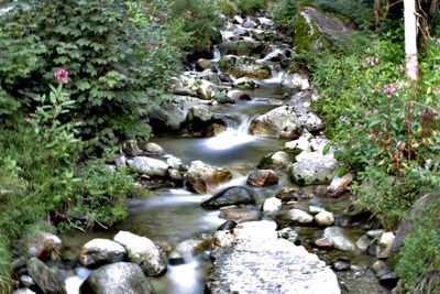 Water flowing through rocks amidst trees