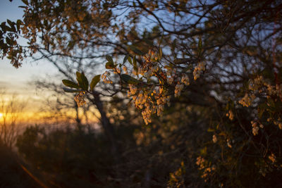 Low angle view of flowering trees against sky during sunset