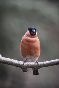 Close-up of bird perching on branch