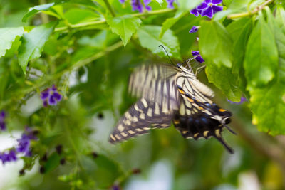 Close-up of butterfly pollinating on purple flower