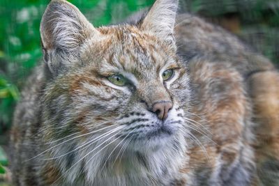 Close-up portrait of a cat