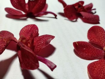 Close-up of red flower on table