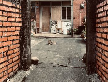 Dog in front of building