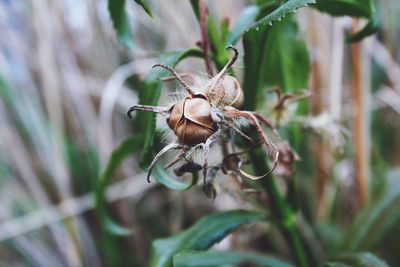 Close-up of wilted flower