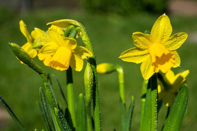 Close-up of yellow flowering plant