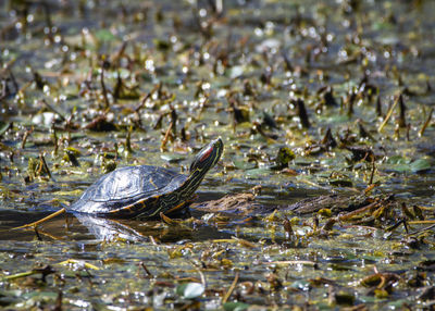 High angle view of turtle