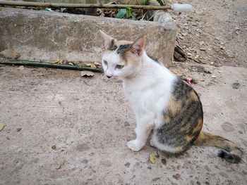 High angle view of cat sitting on wall