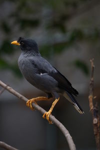 Close-up of bird perching on branch