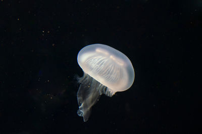 Close-up of jellyfish swimming in sea