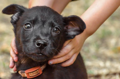 Close-up of dog