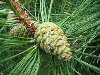 Close-up of plants