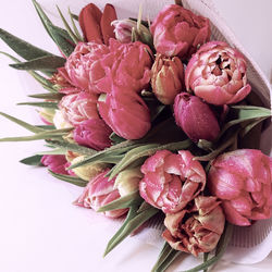 High angle view of pink roses on table