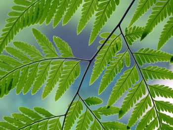 Close up of leaves against sky