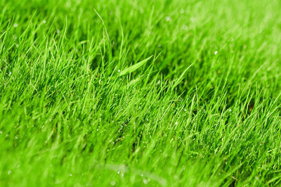 Full frame shot of wet grass on field