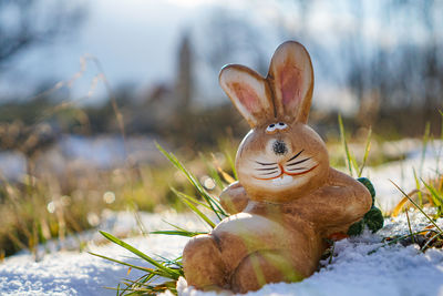 View of turtle on field during winter
