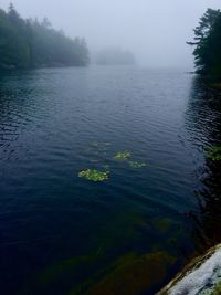 Reflection of trees in calm lake