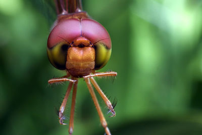 Close-up of dragonfly on the leaf