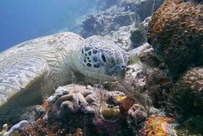 Close-up of turtle sleeping  in sea