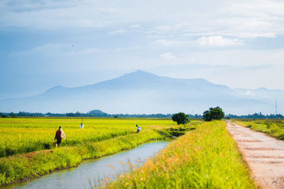 Scenic view of agricultural field against sky