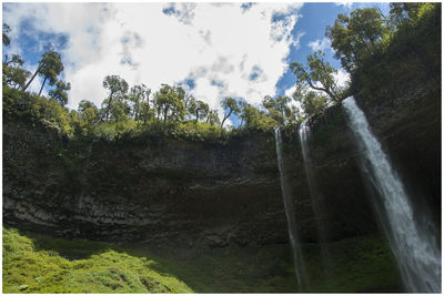 Low angle view of trees against sky