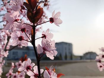 Close-up of pink cherry blossoms