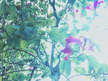 Close-up of plants against sky