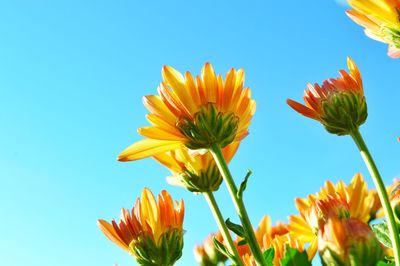 Low angle view of flowering plant against sky