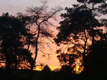 Low angle view of silhouette trees against sky during sunset
