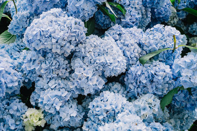 High angle view of purple hydrangea plant