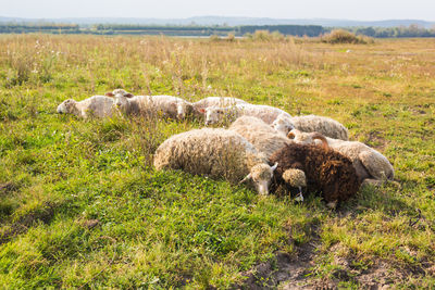 Sheep in a field