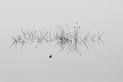 Low angle view of birds flying in the sky