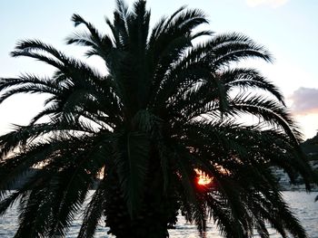 Low angle view of palm trees