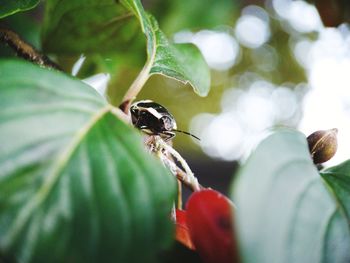 Close-up of insect on plant