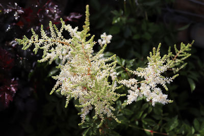 Close-up of flowering plant against tree