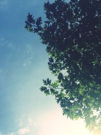 Low angle view of trees against sky