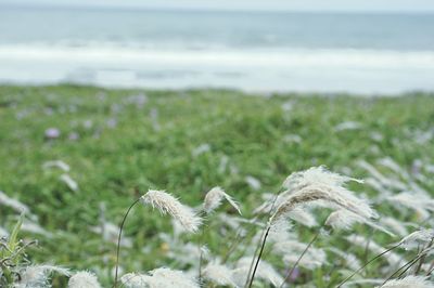 Close-up of white flowers on field