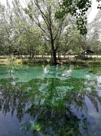 Reflection of trees in lake