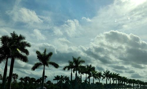 Low angle view of palm trees against sky