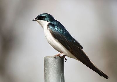 Close-up of bird perching on railing