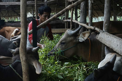 Horses in a farm