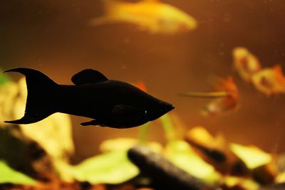 Close-up of fish swimming in sea