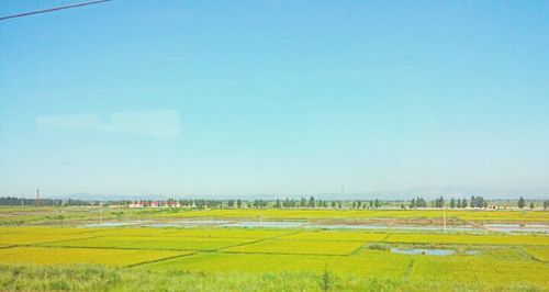 Scenic view of field against clear sky