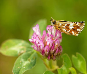 Close-up of butterfly pollinating on pink flower