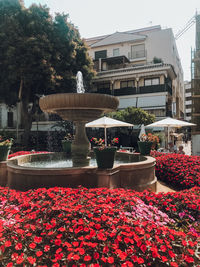 Red flowering plants by fountain against building