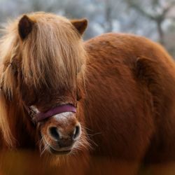 Close-up of a horse