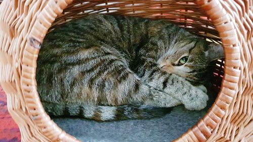 Close-up of kitten in basket