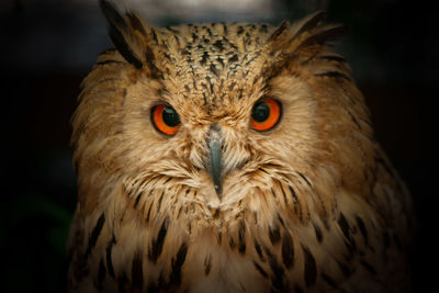 Close-up portrait of owl